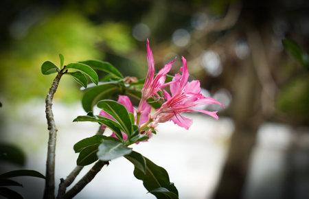 Azalea flowers in the garden. Selective focus and shallow depth of field.の写真素材