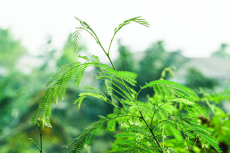 Green leaves of acacia tree, Acacia auriculataの写真素材