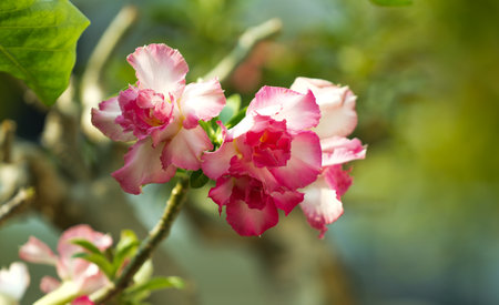 Adenium obesum or Impala Lily or Mock Azalea flowerの写真素材