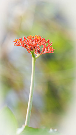Close up of red flower with blurred background, shallow depth of fieldの写真素材