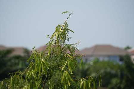 Leaves of a willow tree in the garden on a sunny day