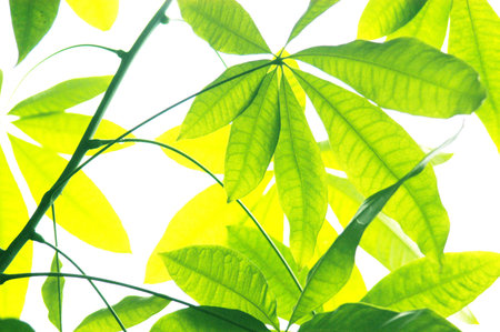 Close up of green leavesの写真素材