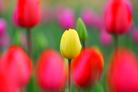 yellow and red tulips in park の写真素材