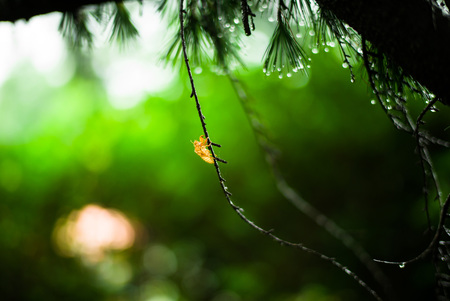 The branches of the cicada in summerの写真素材