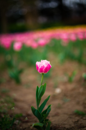 tulipの写真素材