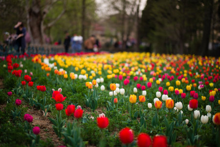 tulipの写真素材