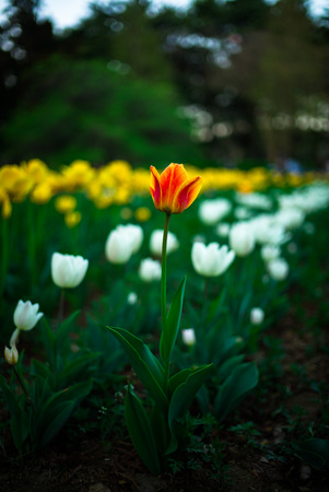 tulipの写真素材