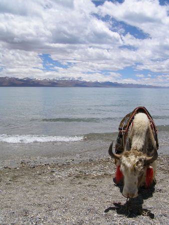 White Yakの写真素材