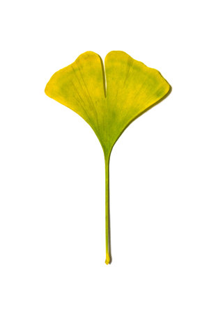 ginkgo leavesの写真素材
