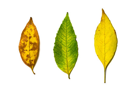 autumn leaves