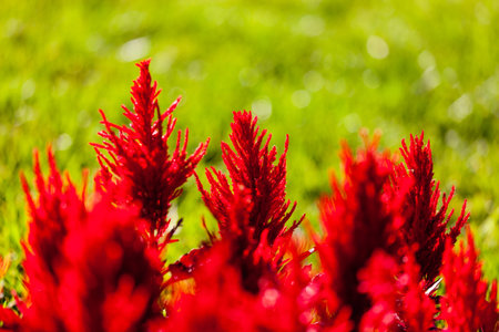 Red flowerの写真素材