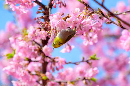 White-eye bird on Cherry blossom tree in spring, Japanの写真素材