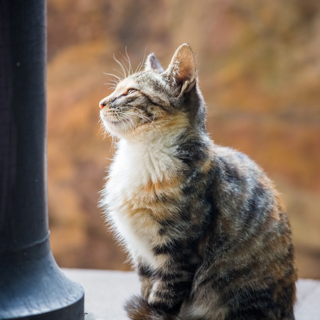 Kittyの写真素材