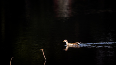 Playing in the water duckの写真素材