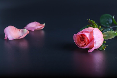 Pink roseの写真素材