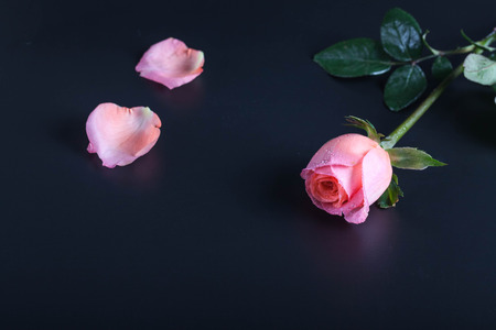 Pink roseの写真素材