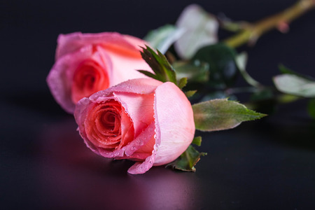 Pink roseの写真素材