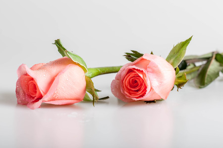 Pink rosesの写真素材
