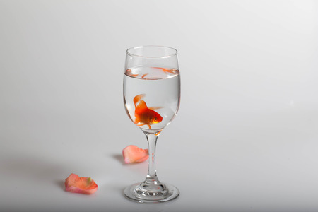 goldfish in the glassの写真素材
