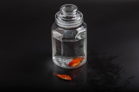 Goldfishes and bottle on black backgroundの写真素材
