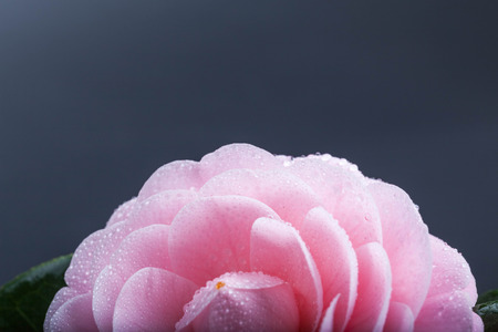Camelliaの写真素材