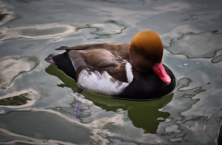 Mandarin duck