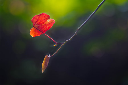 Red leaves