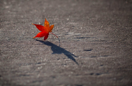 An inverted leaves
