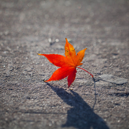 maple leavesの写真素材