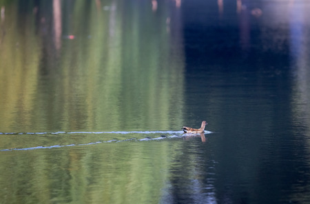 Ducks swim on waterの写真素材