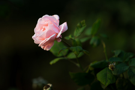 Pink rosesの写真素材