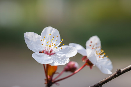 Cherry blossomsの写真素材