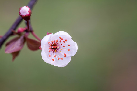 Cherry blossomsの写真素材