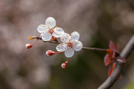 Cherry blossomsの写真素材