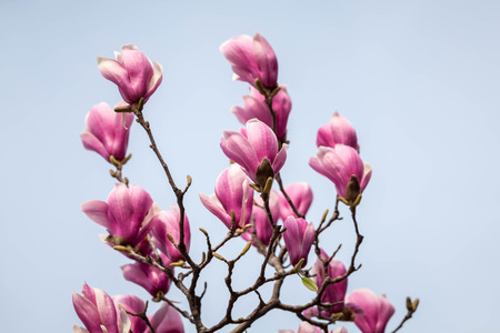 Red magnolia flowerの写真素材