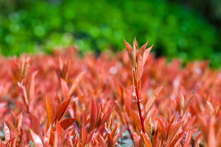 Springの写真素材