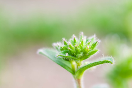 Fleshy flowersの写真素材