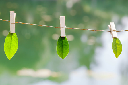 Hanging on willow leavesの写真素材