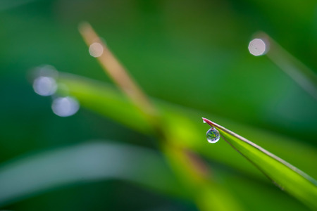 Drops in the microscopic world.の写真素材