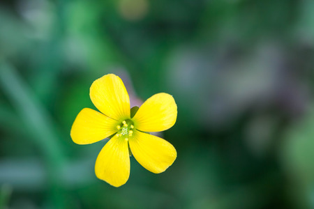 Small yellow flowersの写真素材