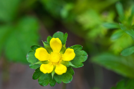Small yellow flowersの写真素材