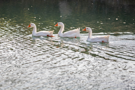 White geese on waterの写真素材