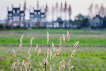 foxtail weed in the morningの写真素材