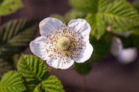 Flowersの写真素材