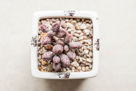 succulent in potの写真素材