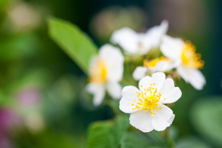 Small white flowersの写真素材