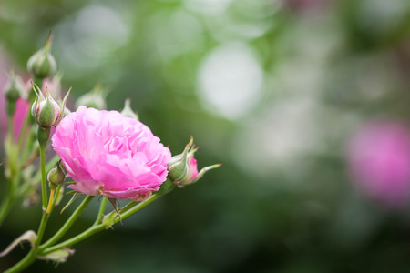 Rose flowersの写真素材