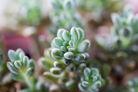 succulent plantsの写真素材