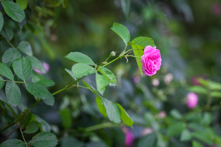 Rose flowersの写真素材