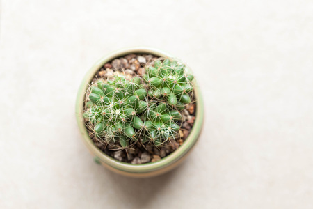 cactusの写真素材